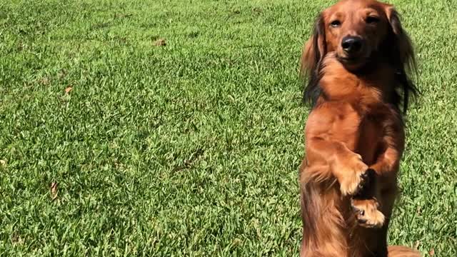 Dachshund Blends in With Kangaroos