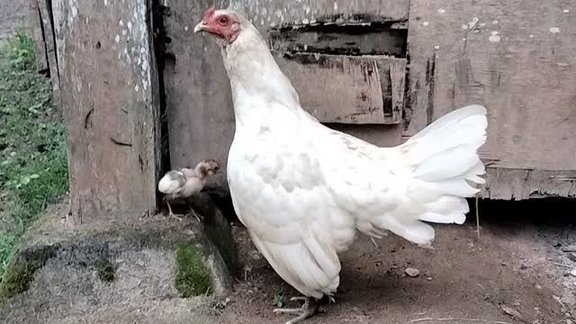 the hen guarding her chicks