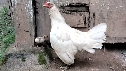 the hen guarding her chicks