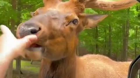 animal funny video !! #short