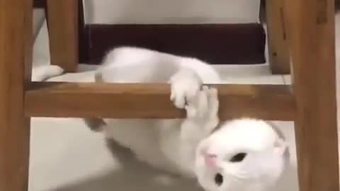 So Crazy Cat