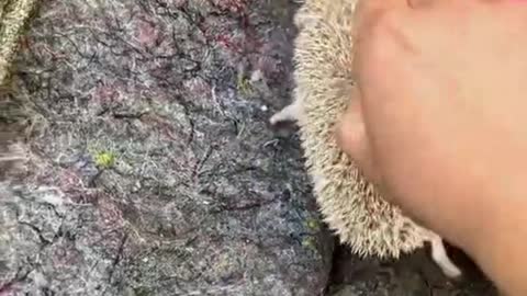 little hedgehog