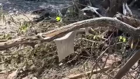 Flash flooding at Dolly Wood