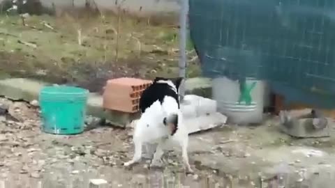 Look what the dog did with the chicken 🤣🤣