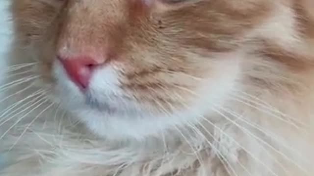 OMG These Cats Are So Cute And Beautiful | Viral Cat