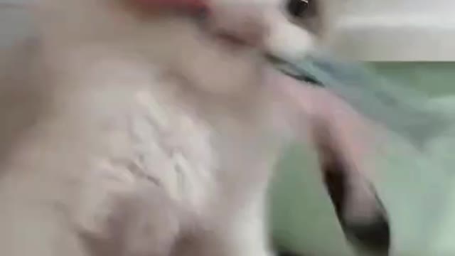 cute cat