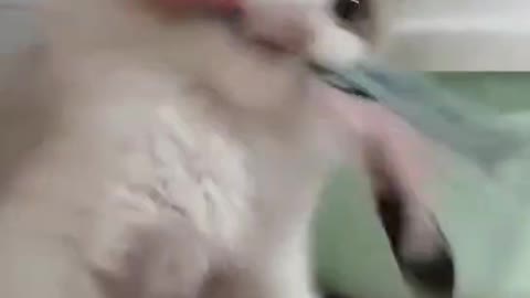 cute cat