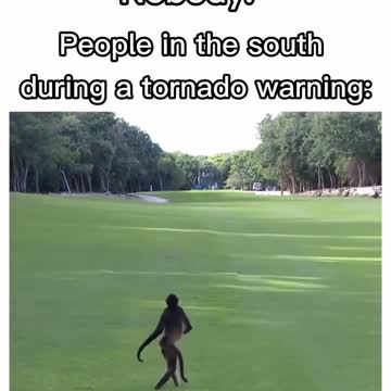 Monkey walking in ground