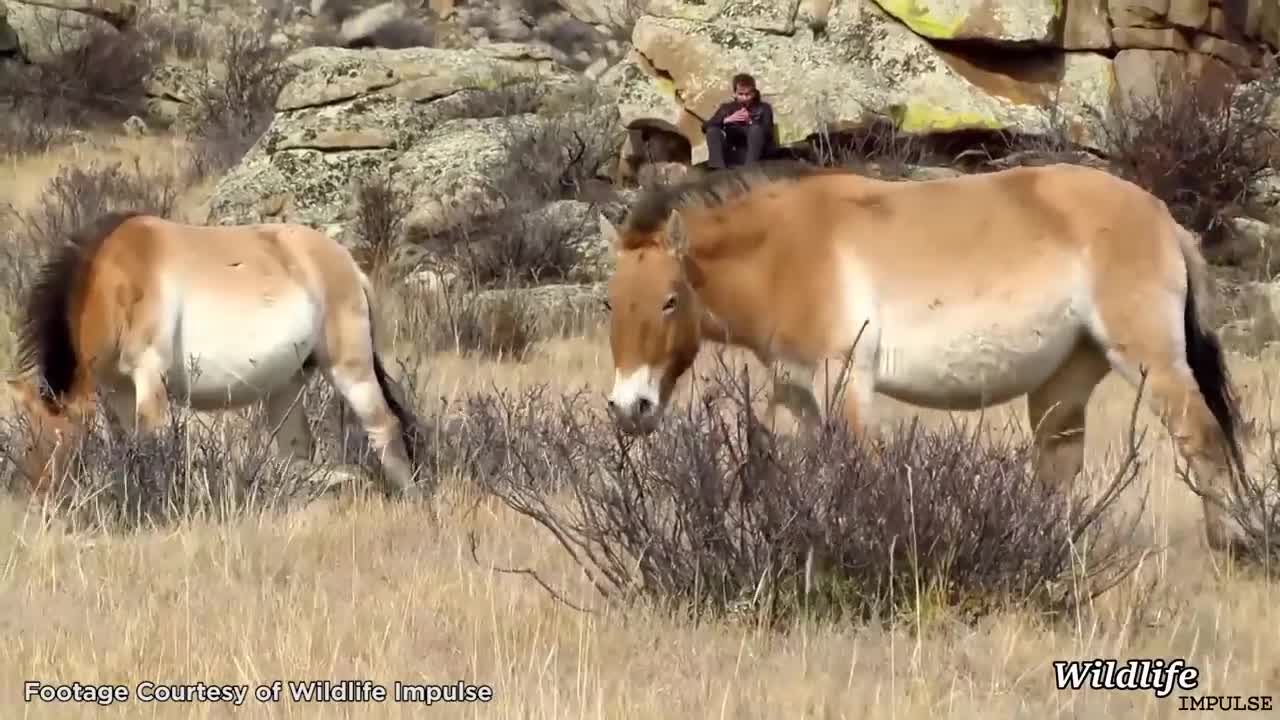 Horses are Very Weird