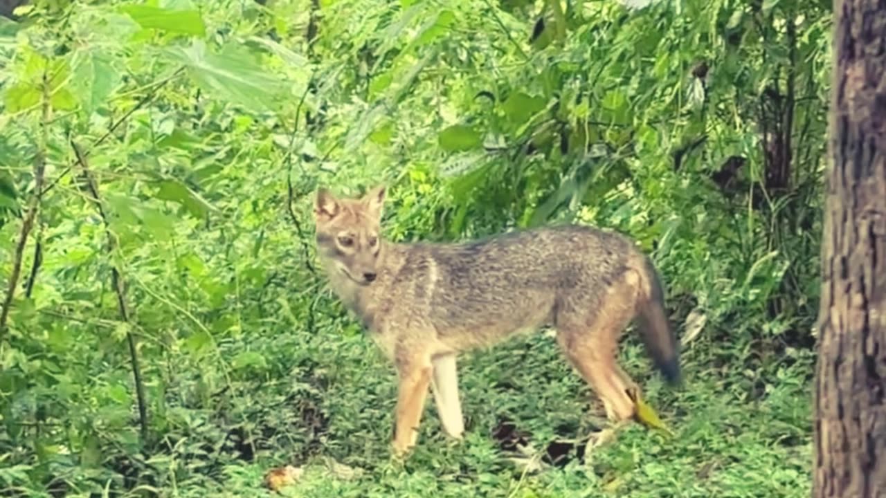 Indian Jackal Curiously Watching #animals #fox