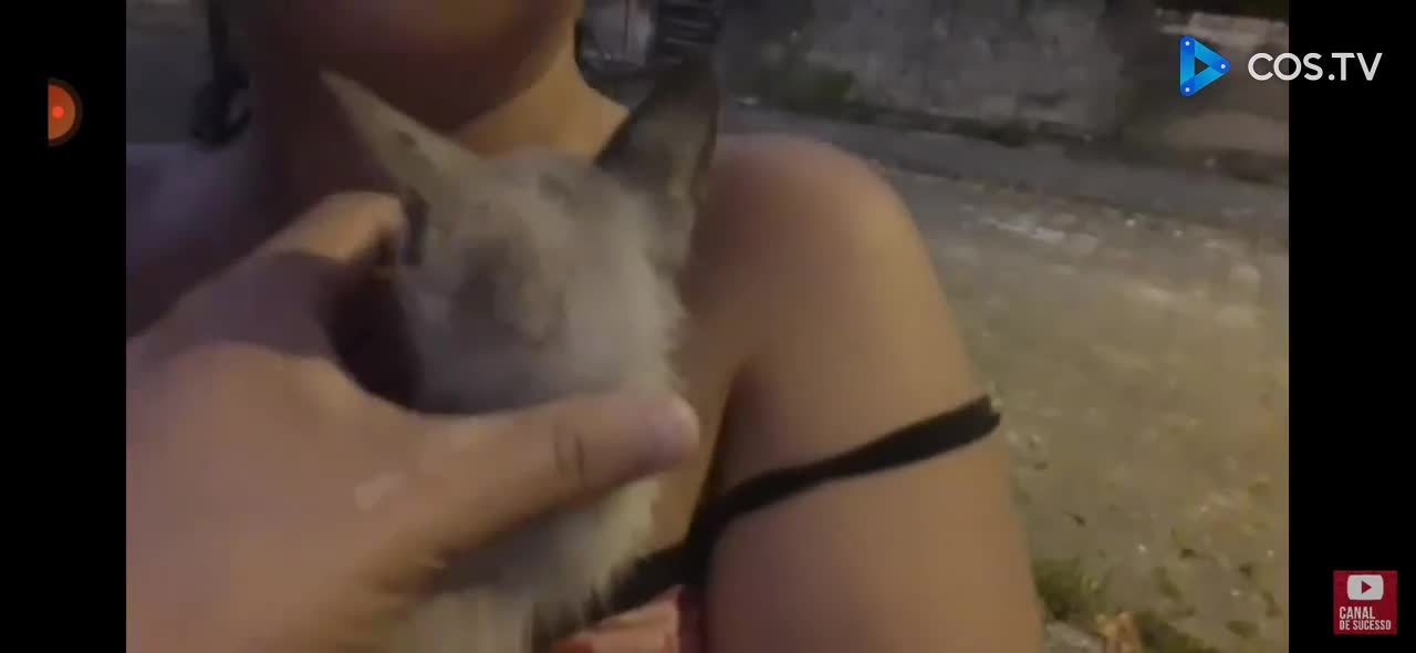 CUTE CATS, RESCUE GATS, GATOS FOFOS, GATOS RESGATADO