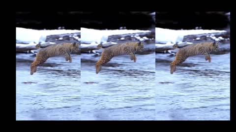 Big Cat Extreme Jumps Over Water Truly Unbelievable