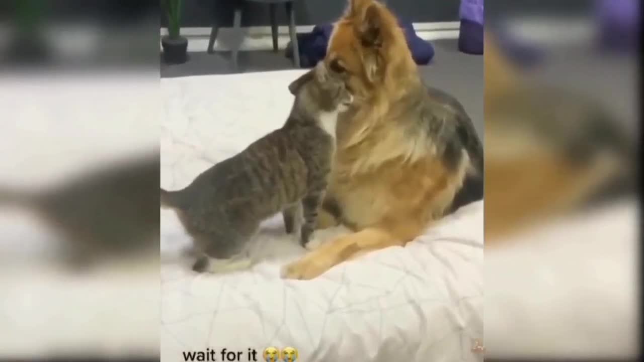 Has been a cat's routine