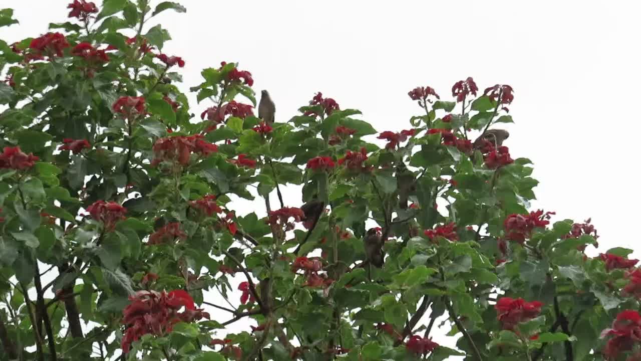 Group of Indian common mynas sitting among the red leaves