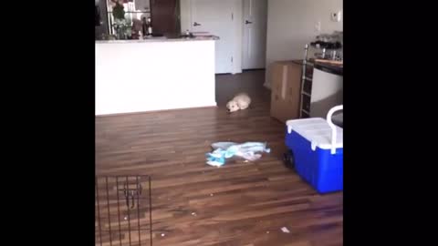 TWE 0022 - Puppies Sure Do Poop (8-15-17)