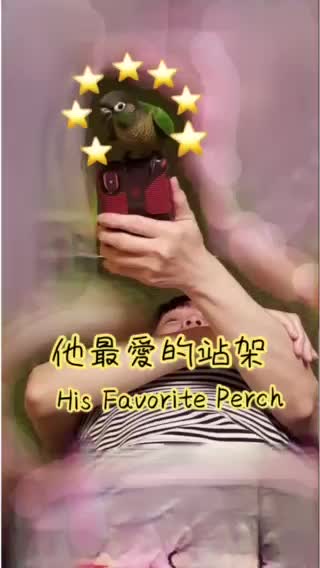 Expensive Parrot Perch