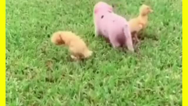 Shorts Funny Animals 7 - Funny Dogs