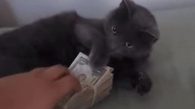 Greedy cat