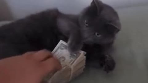 Greedy cat