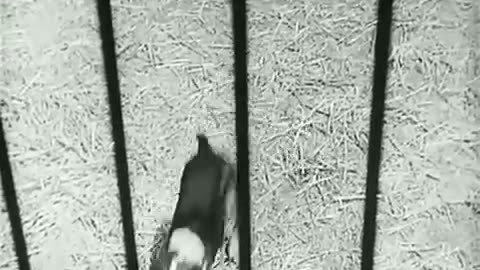 Funny cage videos of Charlie Chaplin, best of 90s