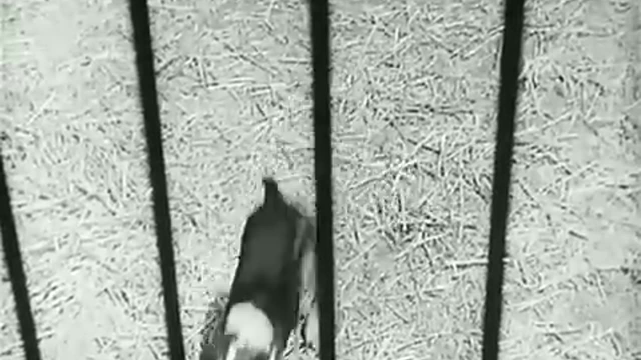Funny cage videos of Charlie Chaplin, best of 90s