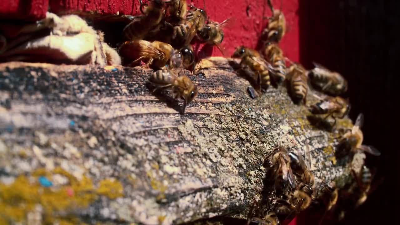 A group of honey bees fly into the hive through the letochki