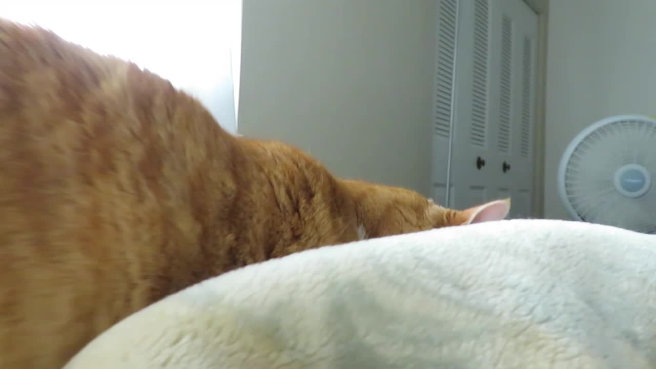 Cat forcibly meows to wake up owner