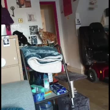 Snerd the Master Climber