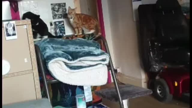 Snerd the Master Climber