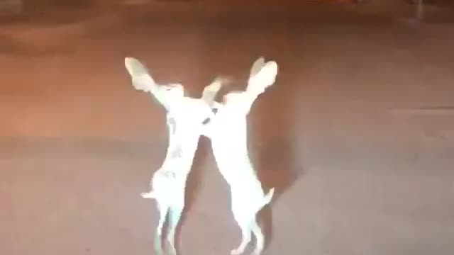 IS THIS A FIGHT OR A DANCE BETWEEN TWO RABBITS. PLEASE BE THE JUDGE