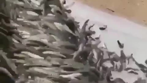 This is a beautiful and charming water-dwelling species