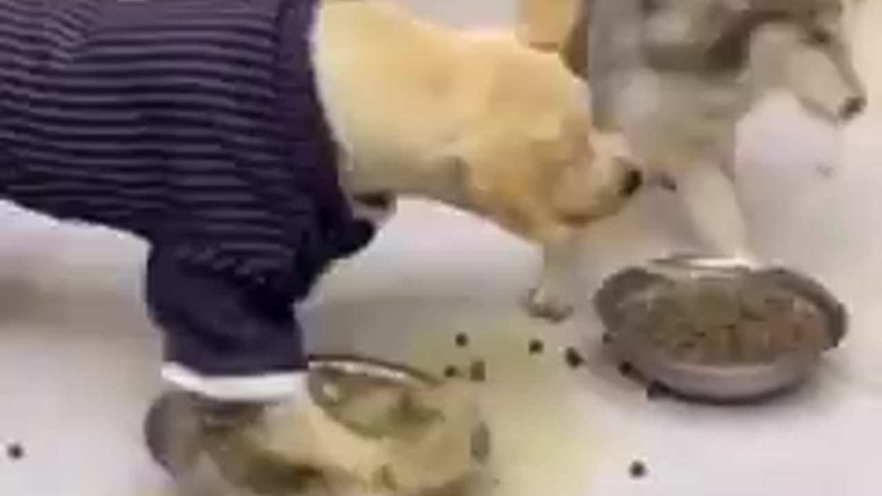 Funny lovey animals