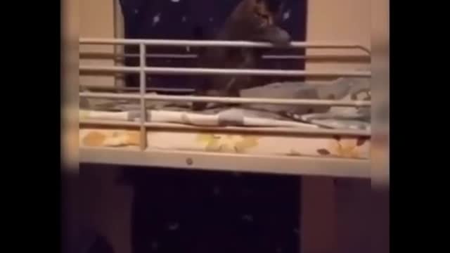 Funny cat blocks and swats away everything thrown his way