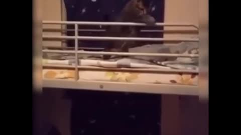 Funny cat blocks and swats away everything thrown his way