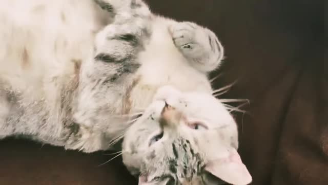 cat video satisfying world best usa uk #usa #uk #viral