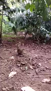 wild boars forage in oil palm plantations