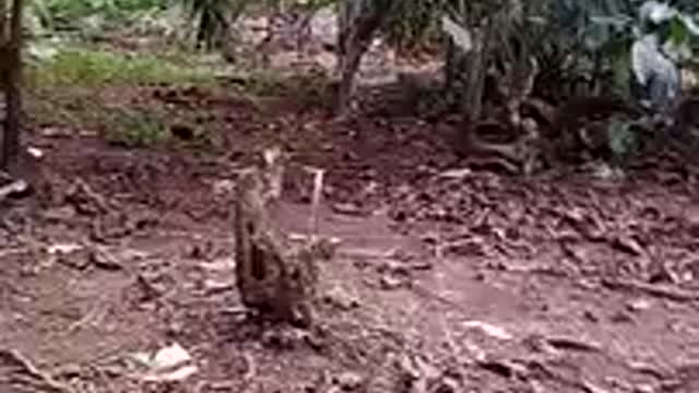 wild boars forage in oil palm plantations