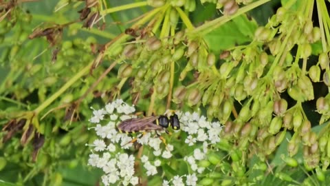 Look at this this gymbro bee #mockumentary #nature #wildlife