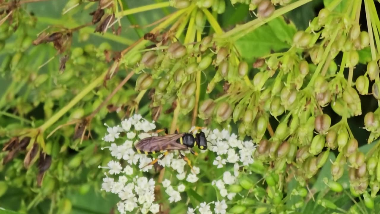 Look at this this gymbro bee #mockumentary #nature #wildlife