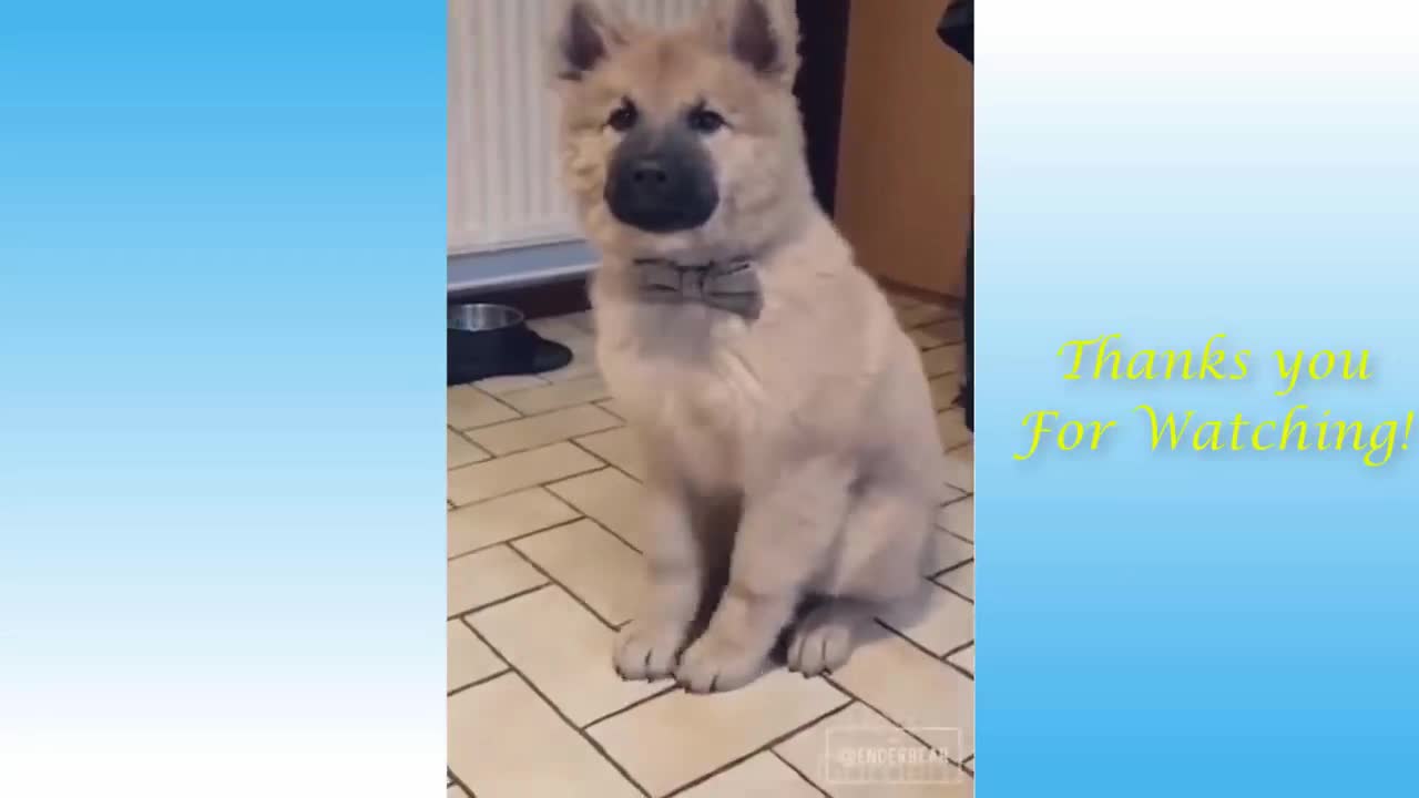 funny moments cats and dogs 7#