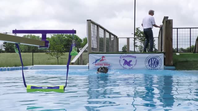 Coolwag Hydrodash Competition - Day 1. How fast can these dogs swim