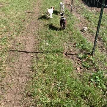 Baby Goats Taking a Morning Walk
