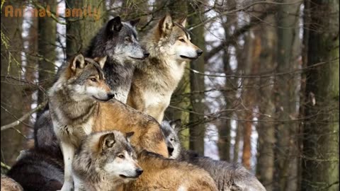 animal sound