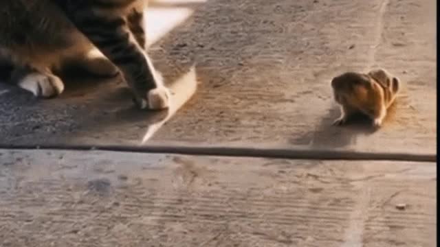 Kitty gives rat best friend a loving bath