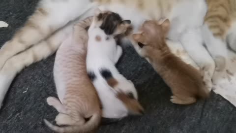 Beautiful cat feeding her five baby's