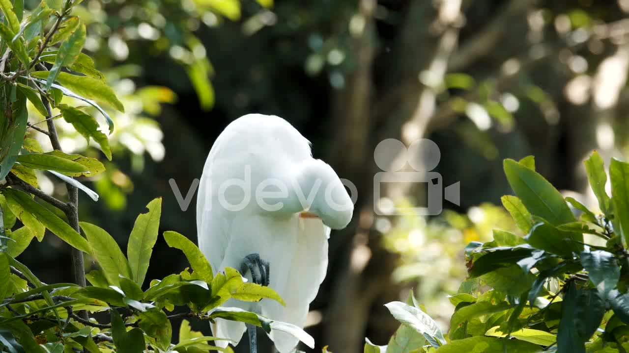 White heron bird