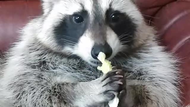 Raccoon Eats Chinese Cabbage on the sofa