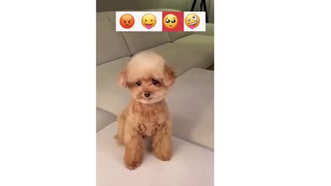 Cute Dog reaction