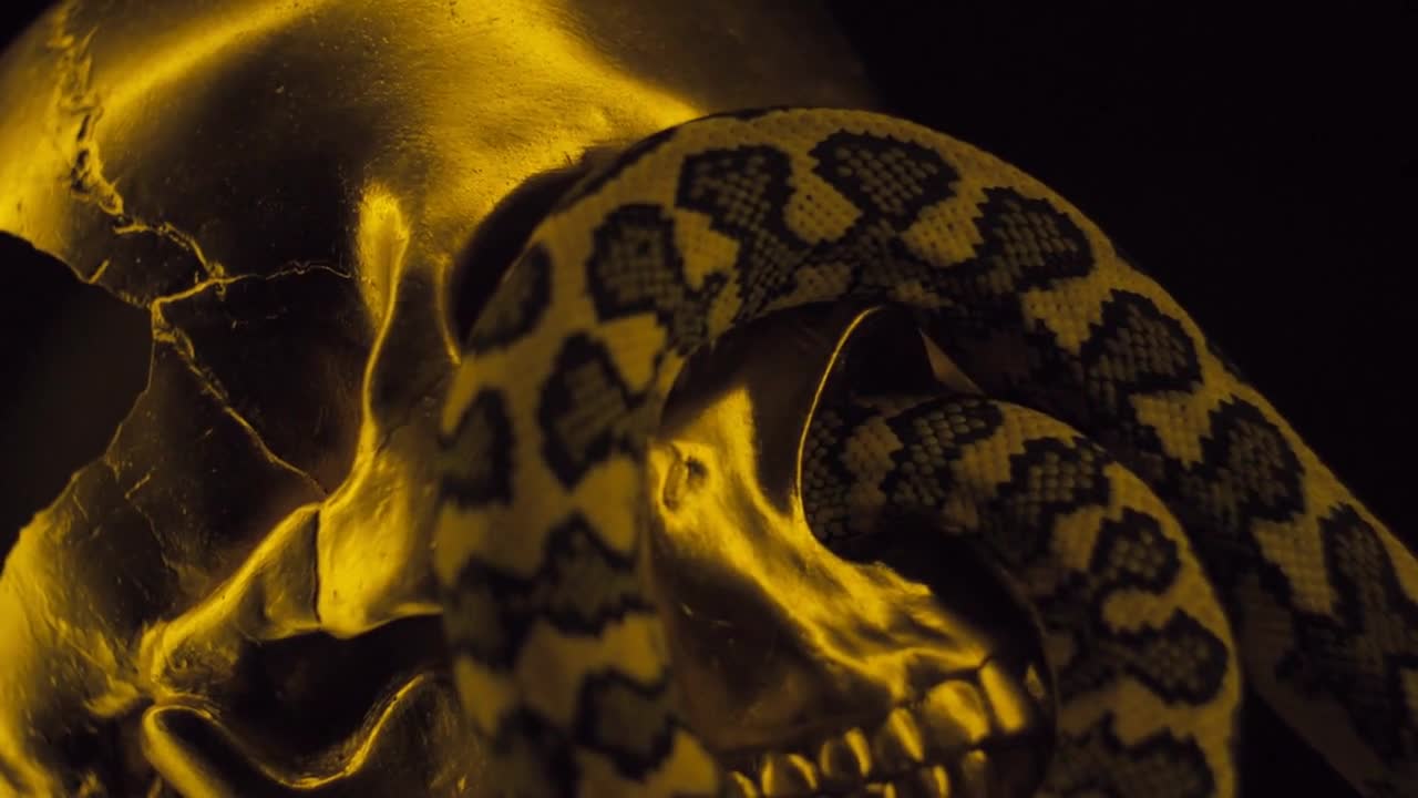 A snake and a gold skull