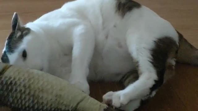 Cat's Fish Hunt